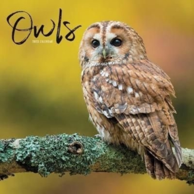 OWLS MINI SQUARE WALL CALENDAR 2023