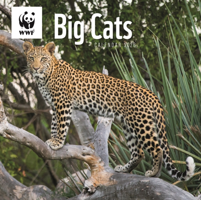 Wwf Big Cats Square Wall Calendar 2026