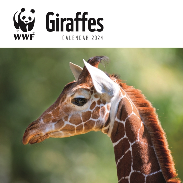 WWF Giraffes Square Wall Calendar 2024