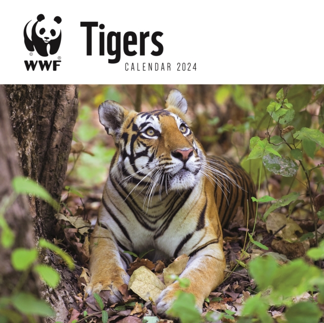 WWF Tigers Square Wall Calendar 2024