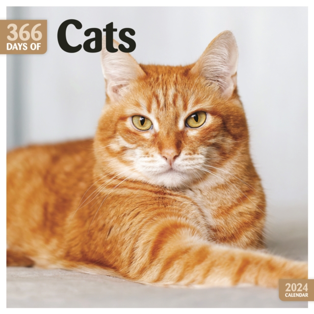 Cats 366 Days Square Wall Calendar 2024