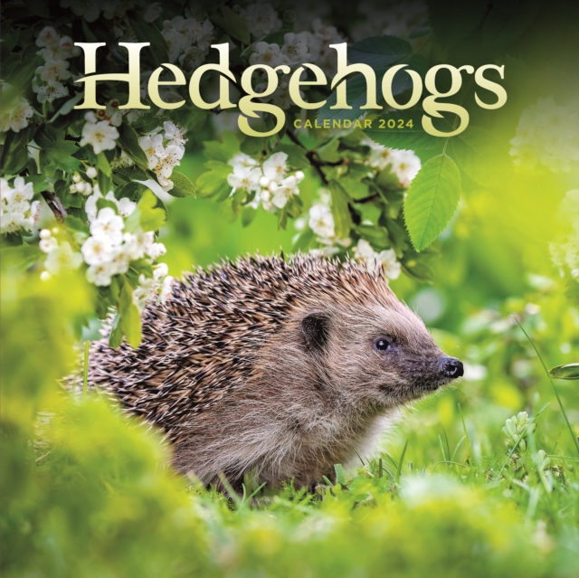 Hedgehogs Square Wall Calendar 2024