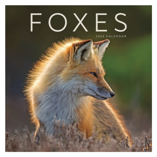 Foxes Square Wall Calendar 2024