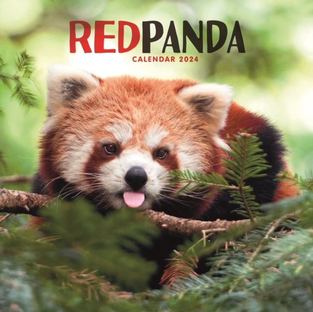 Red Pandas Square Wall Calendar 2024