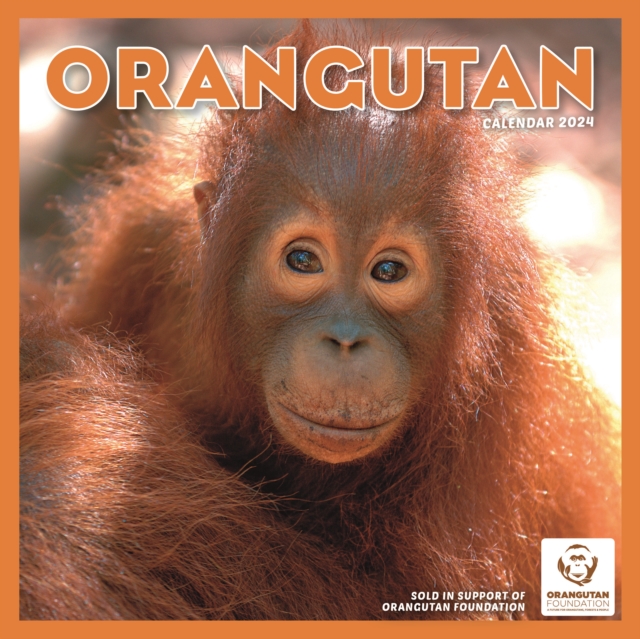 Orangutan Square Wall Calendar 2024