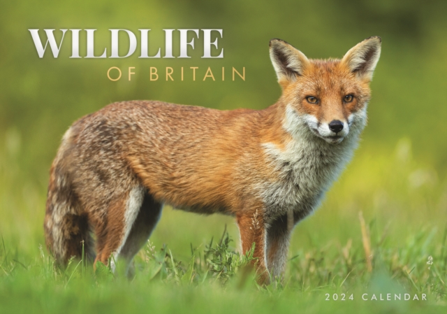 Wildlife of Britain A4 Calendar 2024