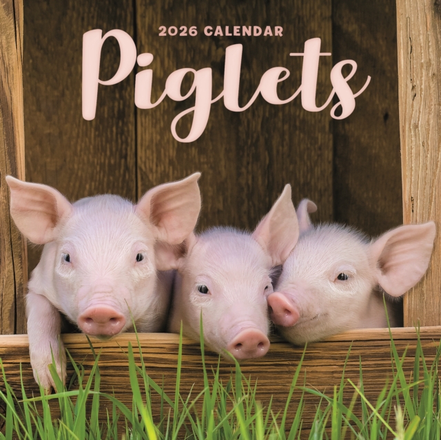 Piglets Square Mini Calendar 2026