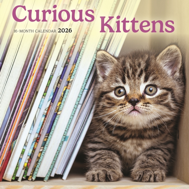 Curious Kittens Square Mini Sunday Start