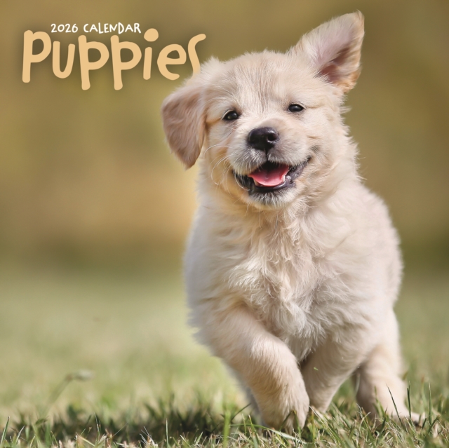 Puppies Square Wall Sunday Start Calenda
