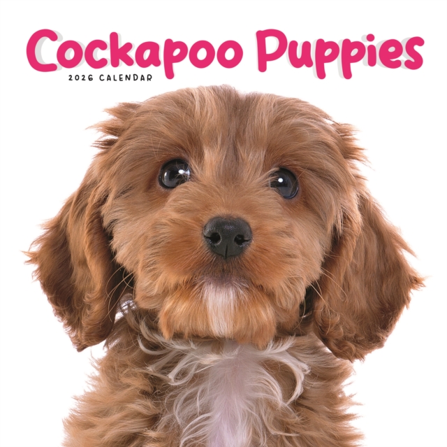 Cockapoo Puppies Square Mini Calendar 20