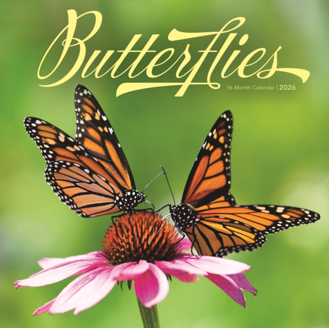 Butterflies Square Wall Sunday Start Cal
