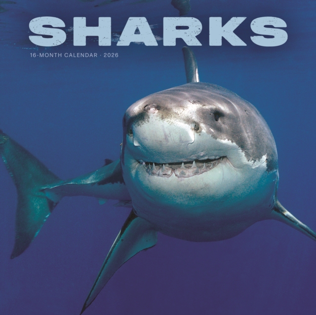 Sharks Square Wall Sunday Start Calendar