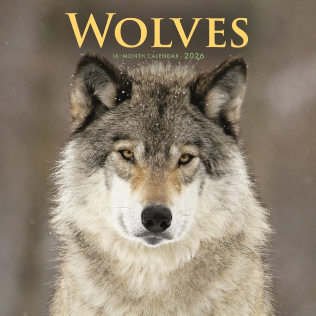 Wolves Square Wall Sunday Start Calendar