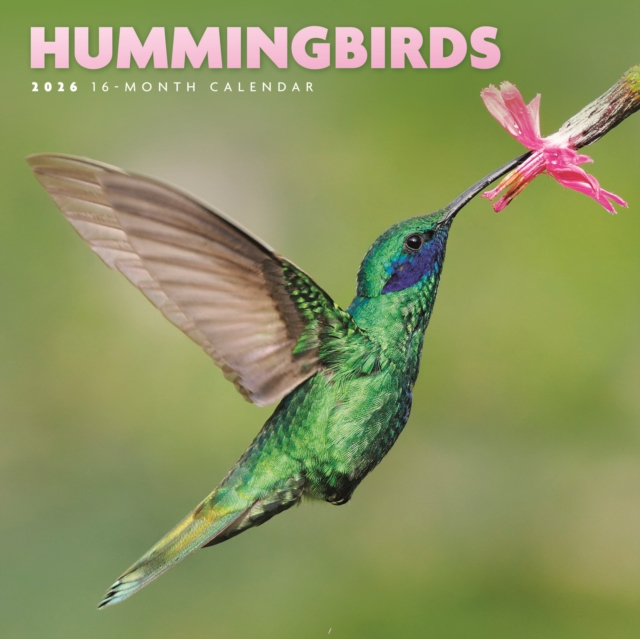 Hummingbirds Square Mini Sunday Start Ca