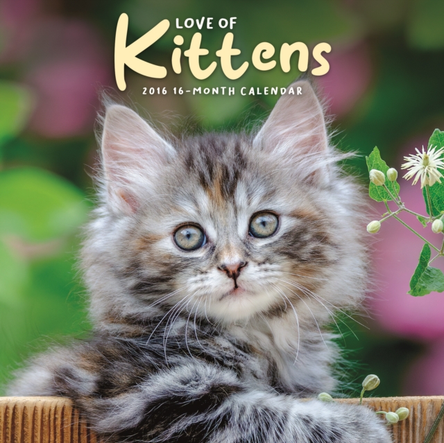 Love Of Kittens Square Mini Sunday Start