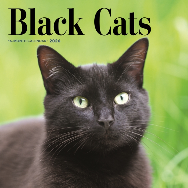 Black Cats Square Wall Sunday Start Cale