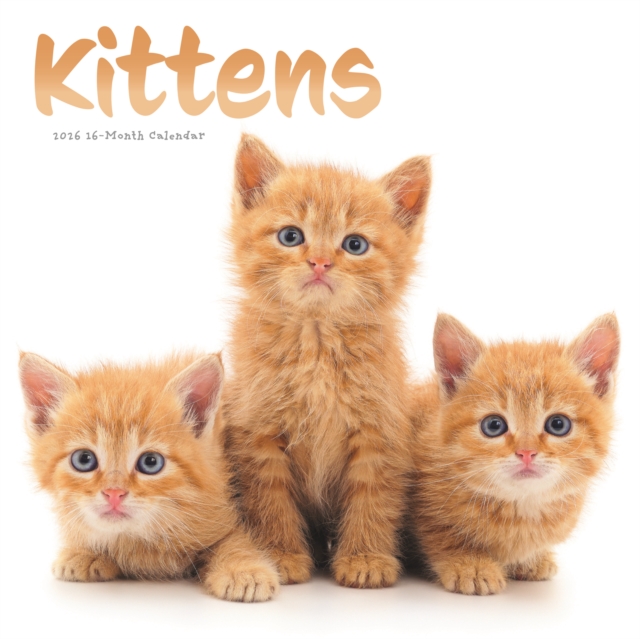 Kittens Square Wall Sunday Start Calenda