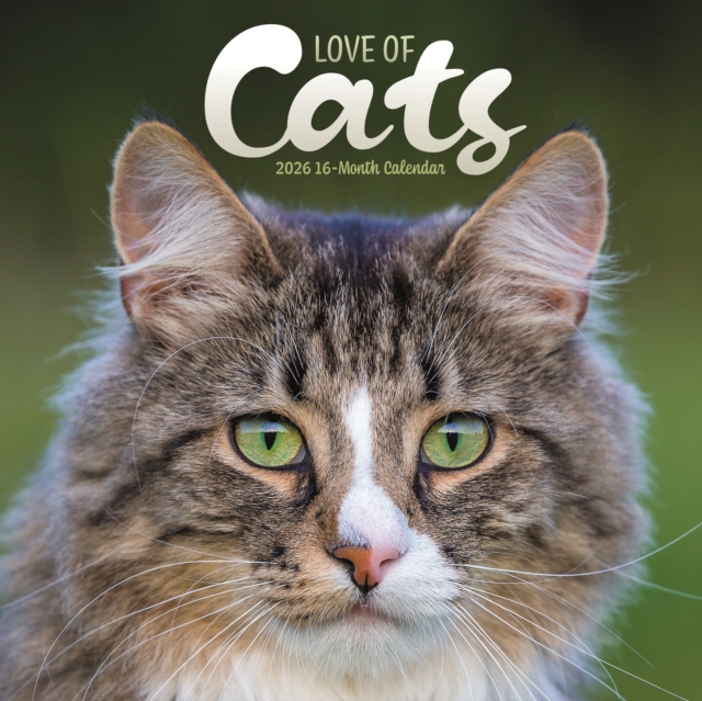 Love Of Cats Square Wall Sunday Start Ca