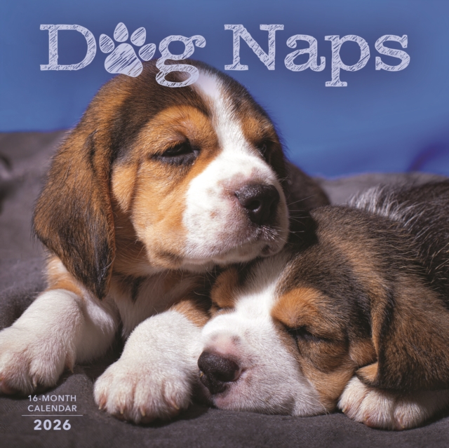 Dog Naps Square Wall Sunday Start Calend