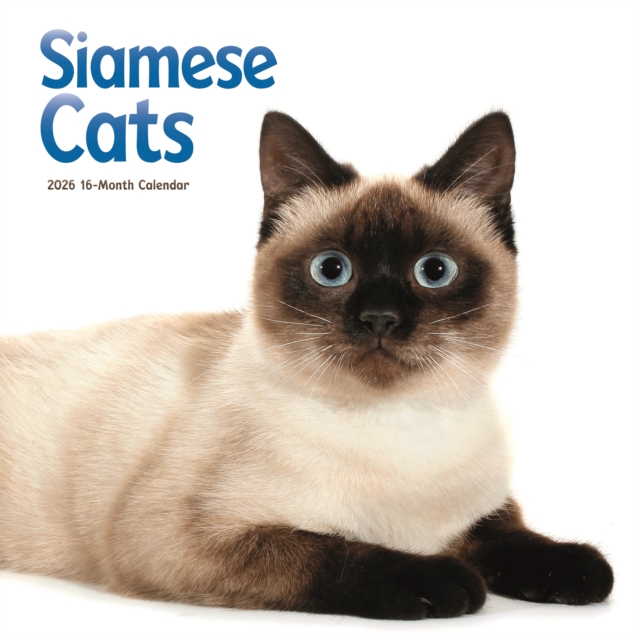 Siamese Cats Square Wall Sunday Start Ca