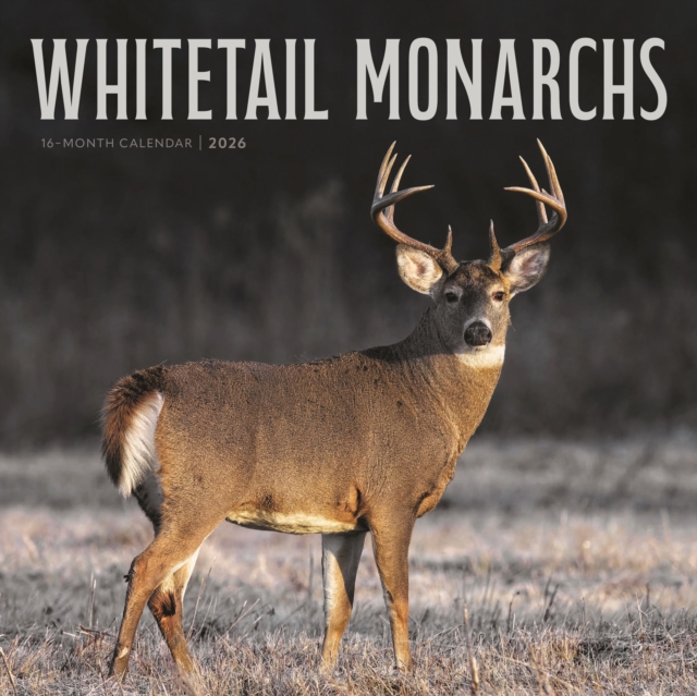 Whitetail Monarchs Square Wall Sunday St