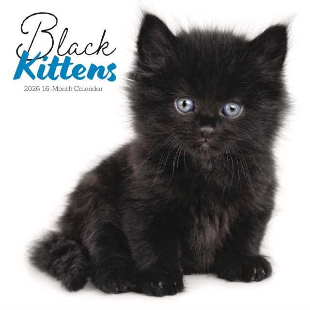 Black Kittens Square Wall Sunday Start C