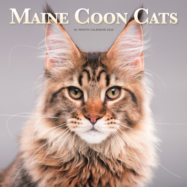 Maine Coon Cats Square Wall Sunday Start