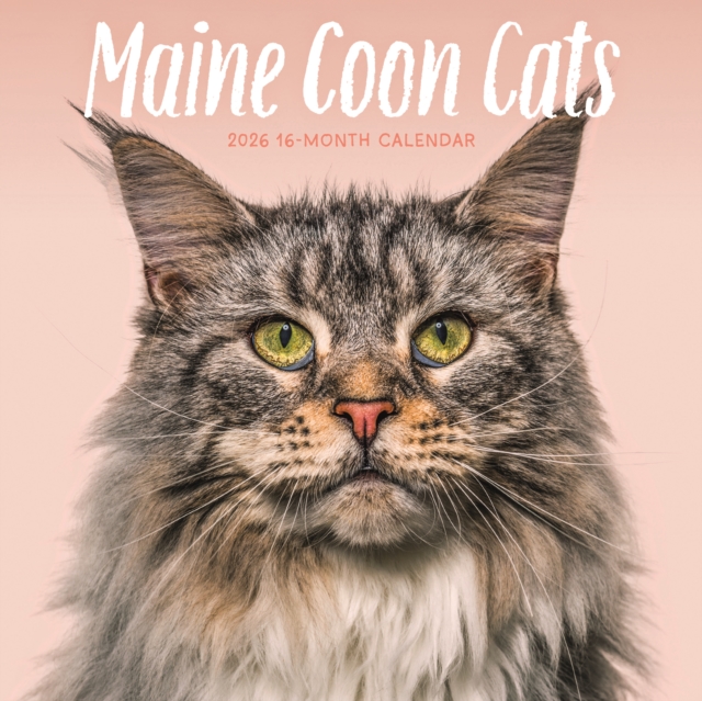 Maine Coon Cats Square Wall Sunday Start