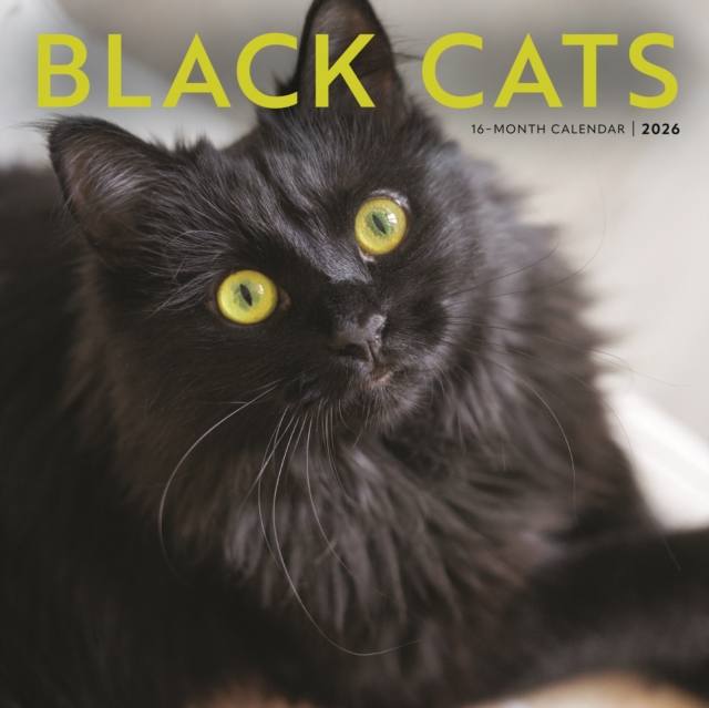 Black Cats Square Wall Sunday Start Cale