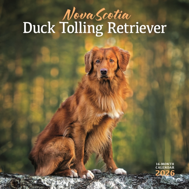 Nova Scotia Duck Tolling Retriever Squar