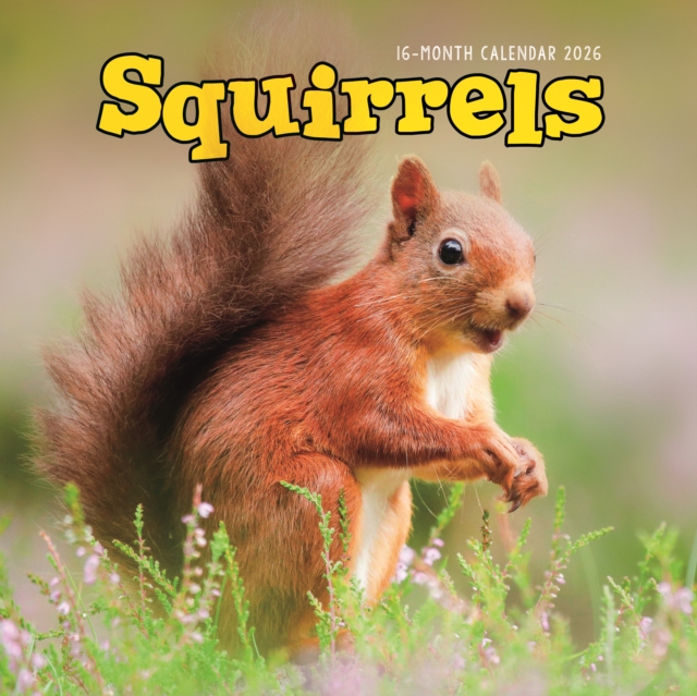 Squirrels Square Wall Sunday Start Calen