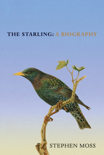 Starling