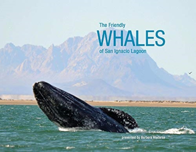 Friendly Whales of San Ignacio Lagoon