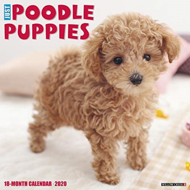 Just Poodle Puppies 2020 Wall Calendar (Dog Breed Calendar)