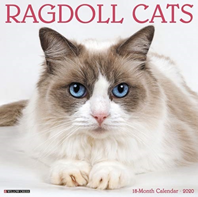 Ragdoll Cats 2020 Wall Calendar