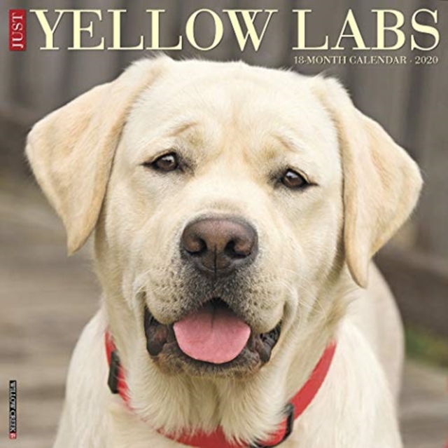 Just Yellow Labs 2020 Wall Calendar (Dog Breed Calendar)
