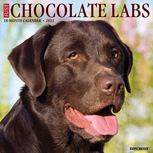 Just Chocolate Labs 2021 Wall Calendar (Dog Breed Calendar)