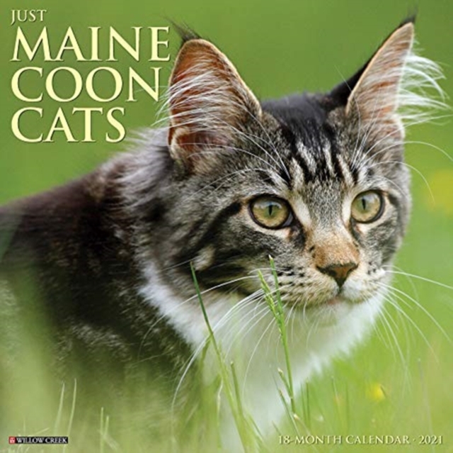 Just Maine Coon Cats 2021 Wall Calendar