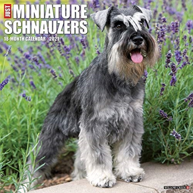 Just Miniature Schnauzers 2021 Wall Calendar (Dog Breed Calendar)