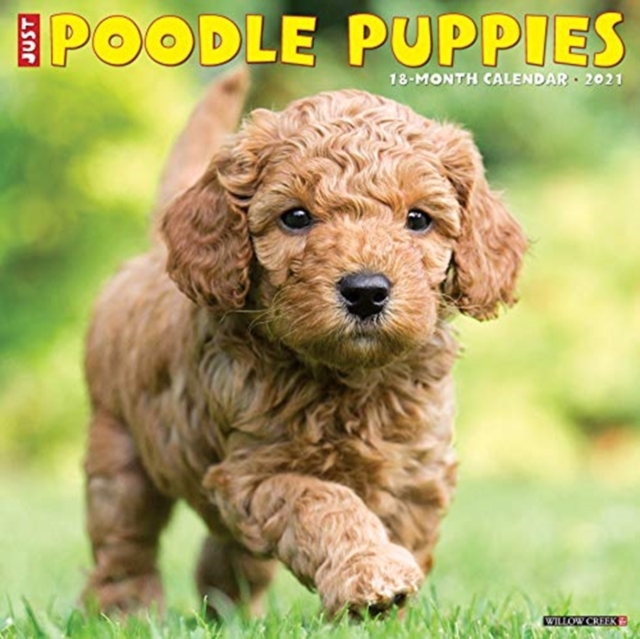 Just Poodle Puppies 2021 Wall Calendar (Dog Breed Calendar)