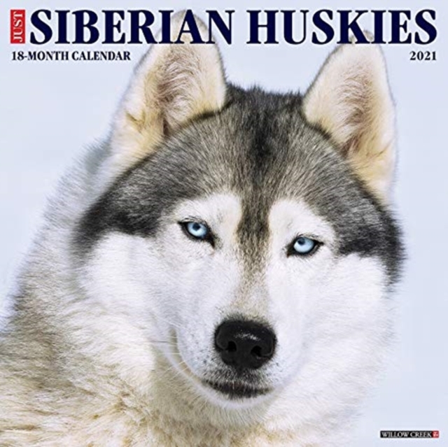 Just Siberian Huskies 2021 Wall Calendar (Dog Breed Calendar)