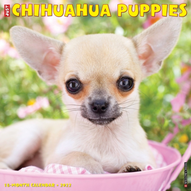 Just Chihuahua Puppies 2022 Wall Calendar (Dog Breed)