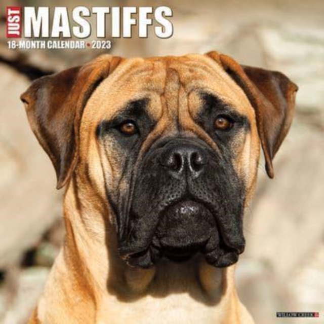 Just Mastiffs 2023 Wall Calendar