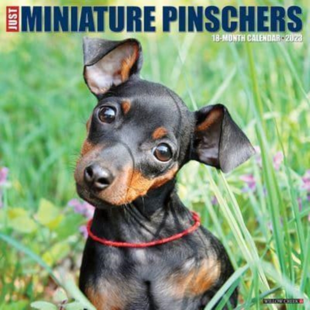 Just Mini Dachshunds 2023 Wall Calendar