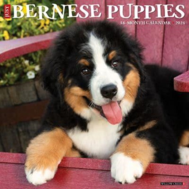 Just Bernese Mountain Puppies 2024 12 X 12 Wall Calendar