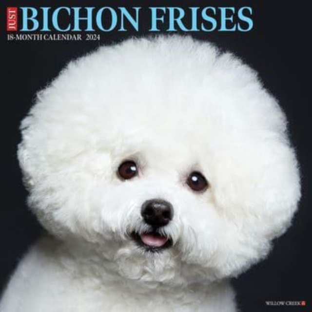 Just Bichons Frises 2024 12 X 12 Wall Calendar