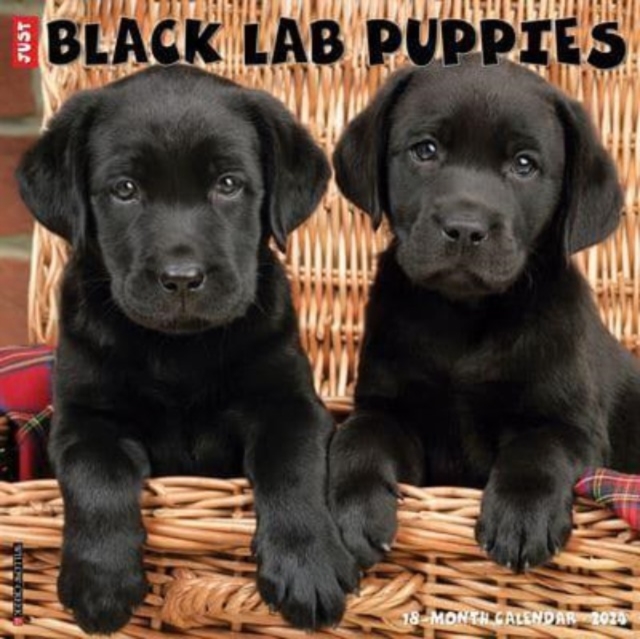 Just Black Lab Puppies 2024 12 X 12 Wall Calendar