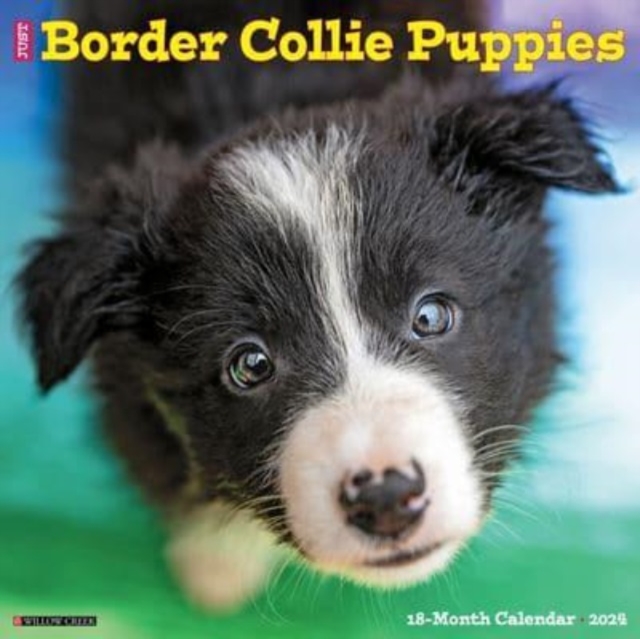 Just Border Collie Puppies 2024 12 X 12 Wall Calendar