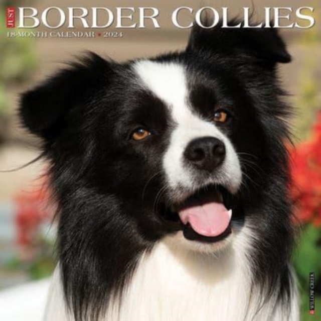 Just Border Collies 2024 12 X 12 Wall Calendar