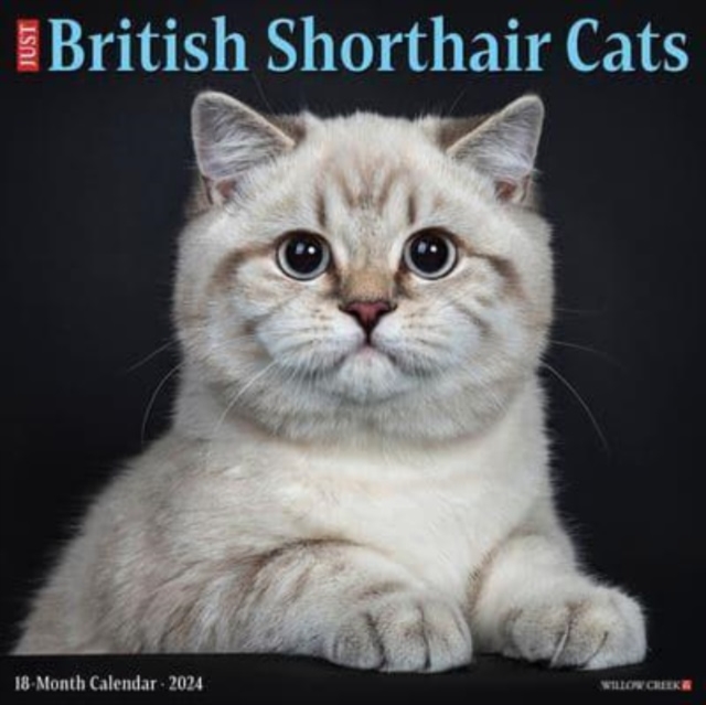 British Shorthair Cats 2024 12 X 12 Wall Calendar